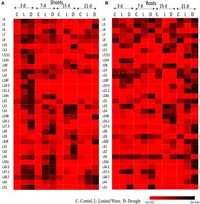 Expression Profiling of Ribosomal Protein Gene Family in Dehydration Stress Responses and Characterization of Transgenic Rice Plants Overexpressing RPL23A for Water-Use Efficiency and Tolerance to Drought and Salt Stresses